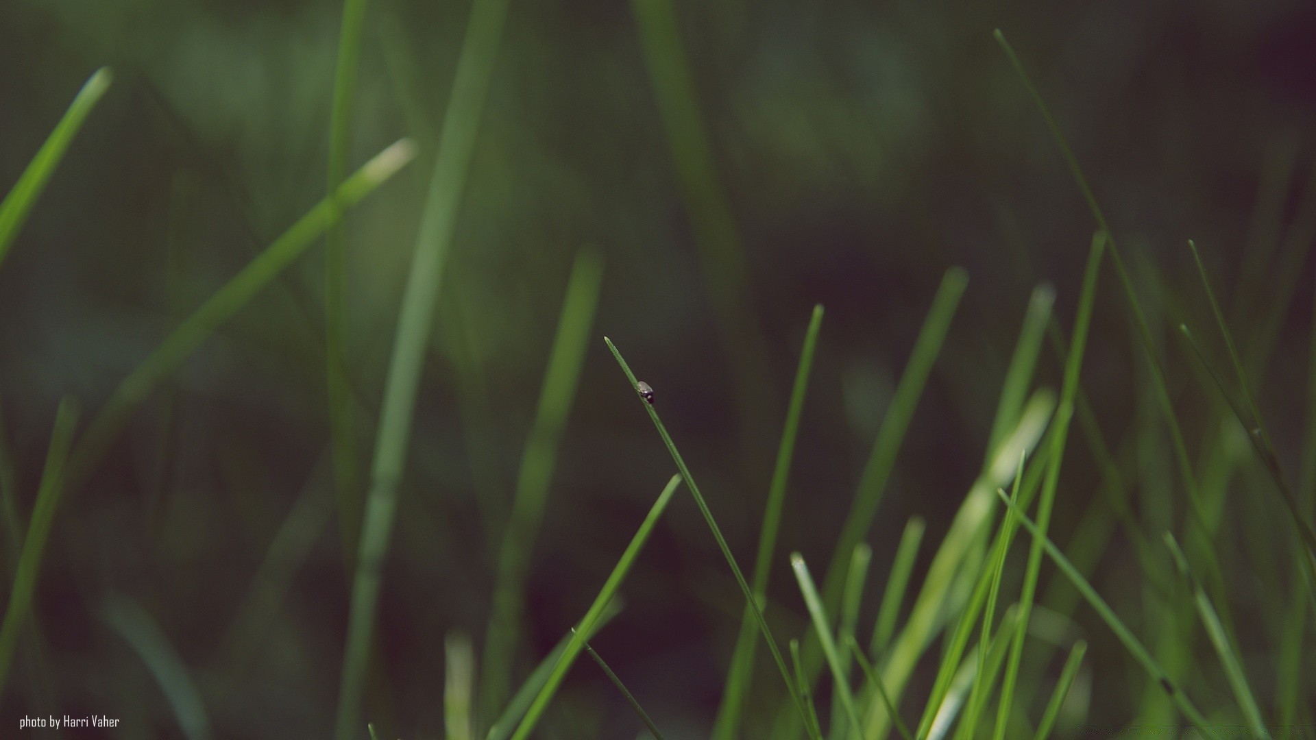 macro grass growth nature flora garden dew dawn outdoors leaf lawn drop blur rain environment lush field hayfield summer blade