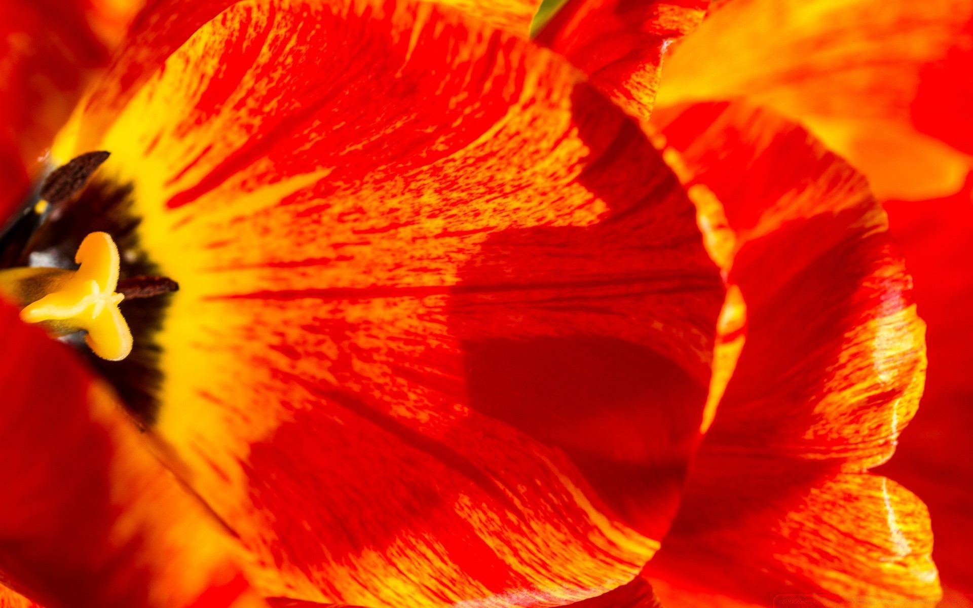 macro flor natureza cor brilhante bela tulipa flora folha verão close-up