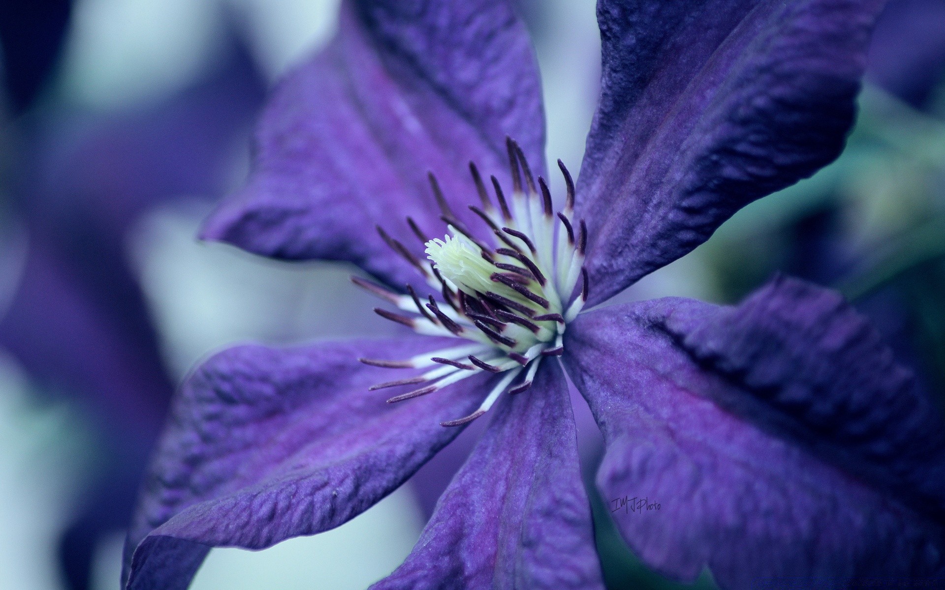 macro flower nature flora garden summer leaf beautiful blooming floral petal color blur violet close-up outdoors delicate perennial