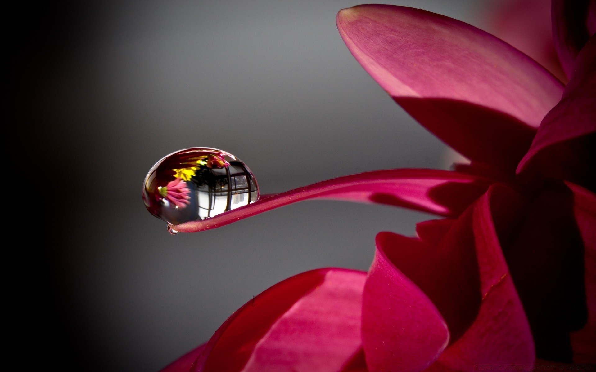 makro fotoğrafçılığı çiçek yaprak doğa parlak flora güzel aşk renk