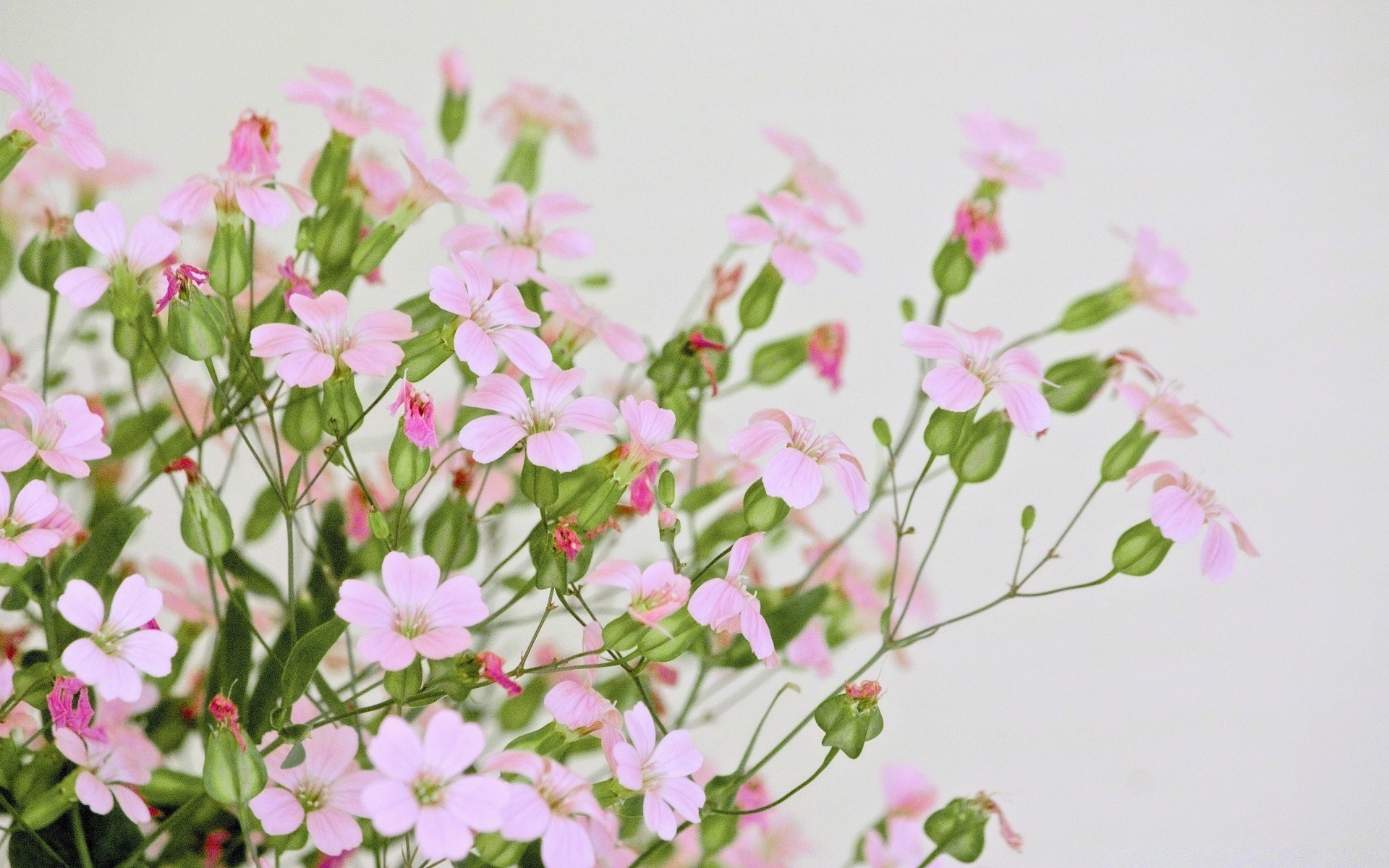 macro flower flora nature floral beautiful summer blooming bouquet color leaf petal garden close-up bud love decoration desktop bright