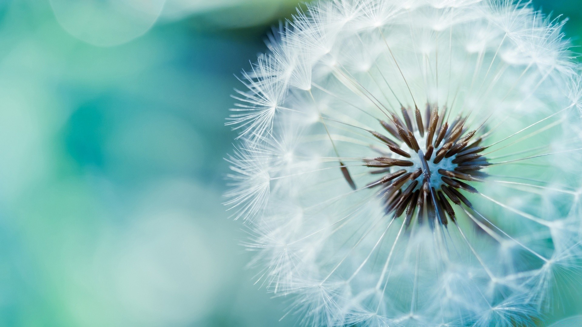 makro fotoğrafçılığı karahindiba doğa yaz çiçek flora narin büyüme bulanıklık parlak renk tüylü