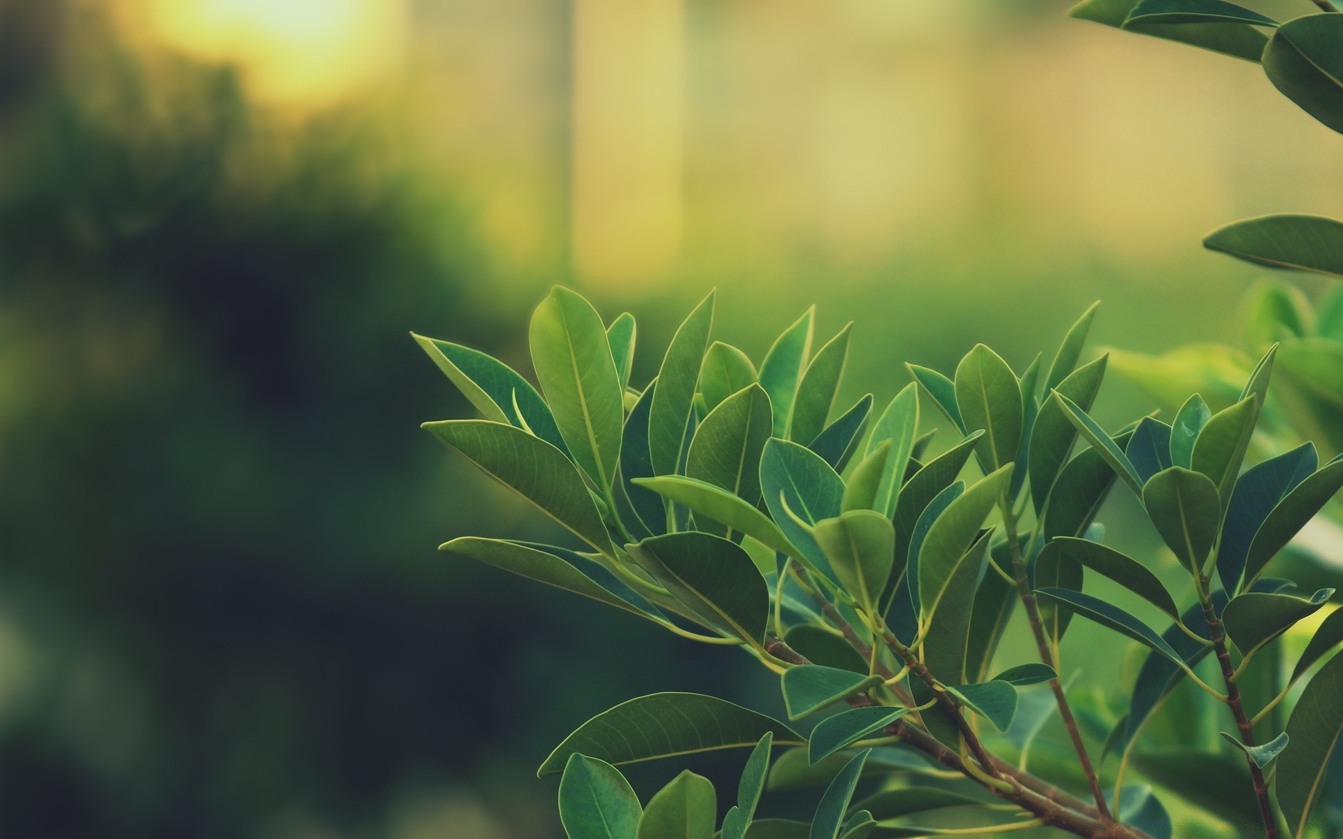 macro leaf nature flora growth summer garden sun lush tree outdoors bright desktop fair weather flower tropical dawn