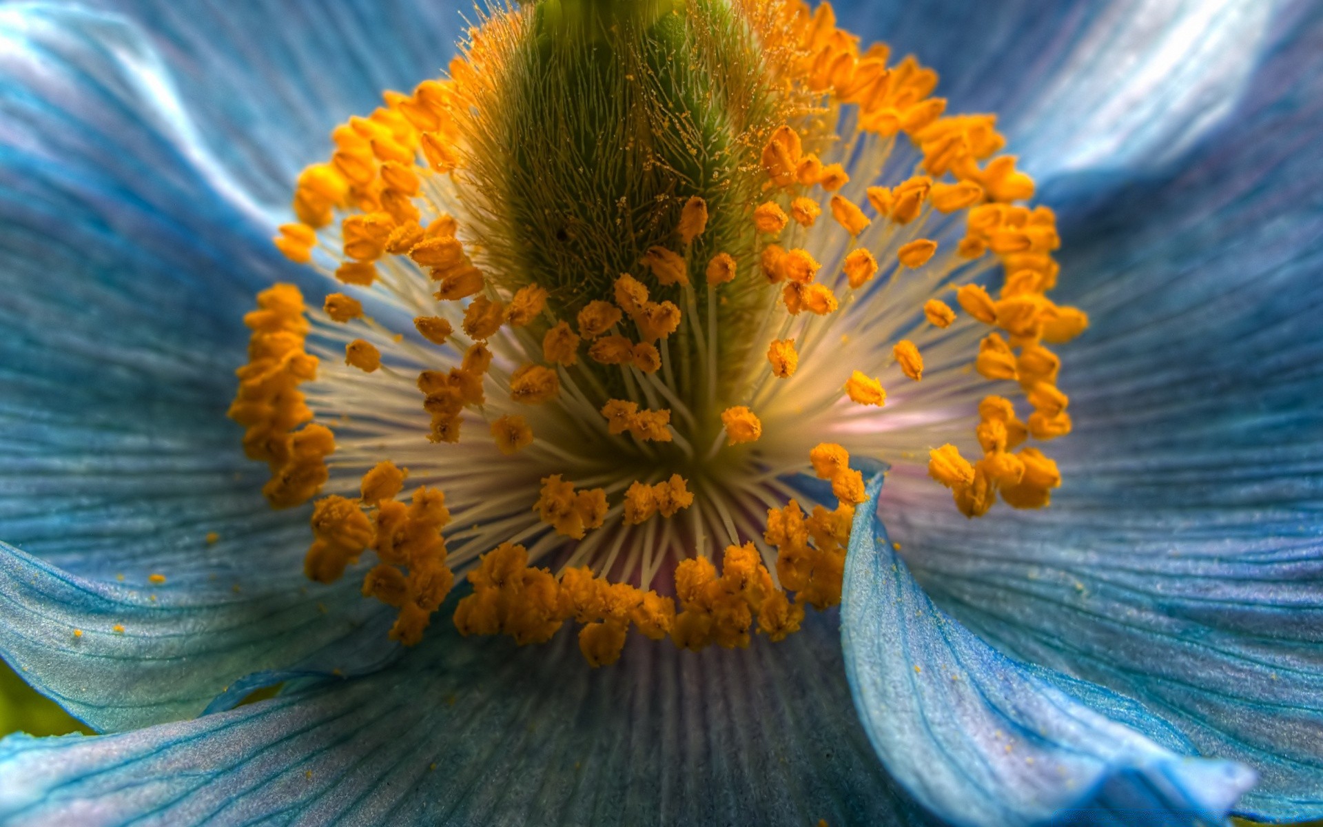 macro flor natureza cor borrão flora jardim brilhante verão floral pétala água bela close-up luz desktop folha