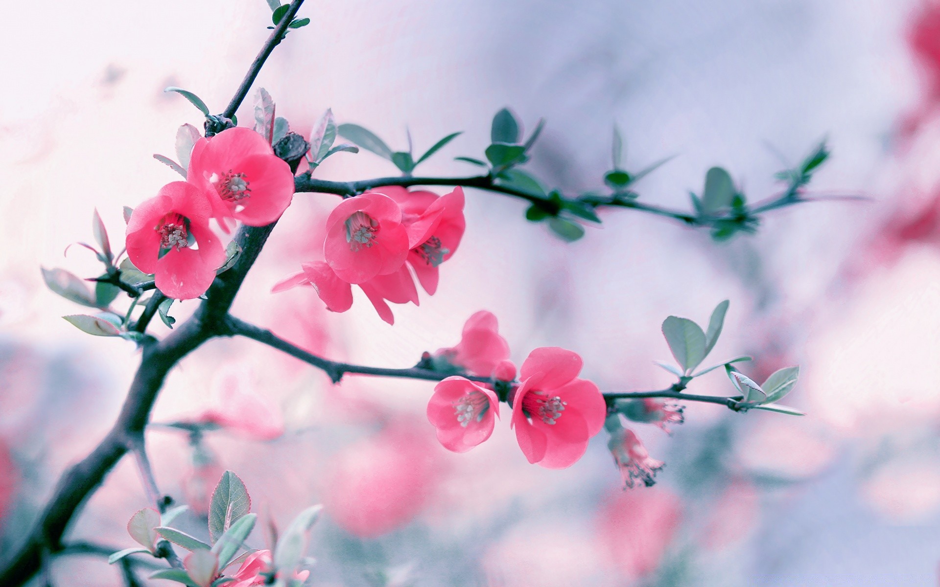 macro fleur nature branche flore jardin saison feuille arbre été cerise croissance lumineux couleur à l extérieur copain gros plan