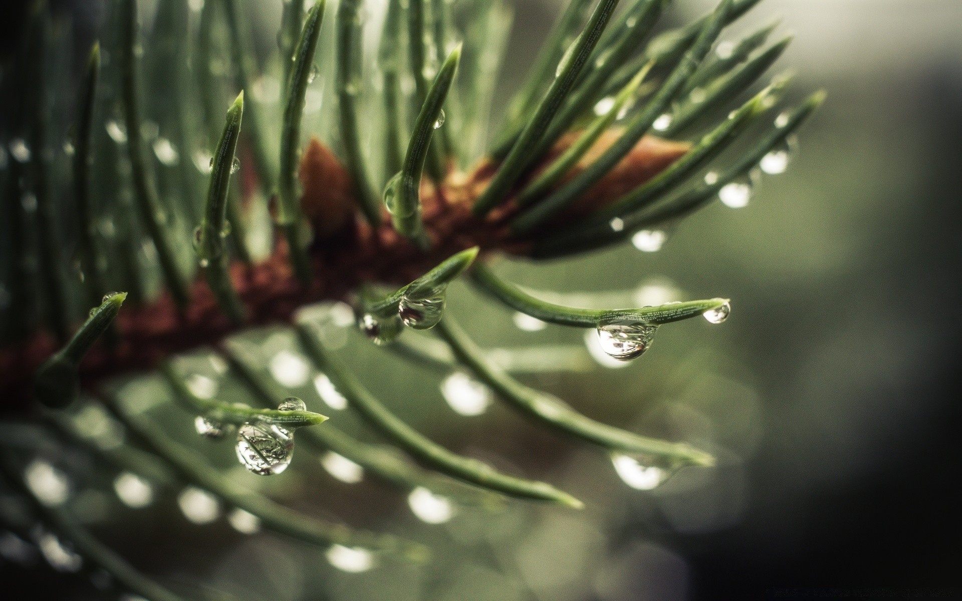 macro chuva inverno orvalho árvore natureza agulhas evergreen ramo folha queda natal coníferas pinheiro flora dof close-up borrão cor ao ar livre