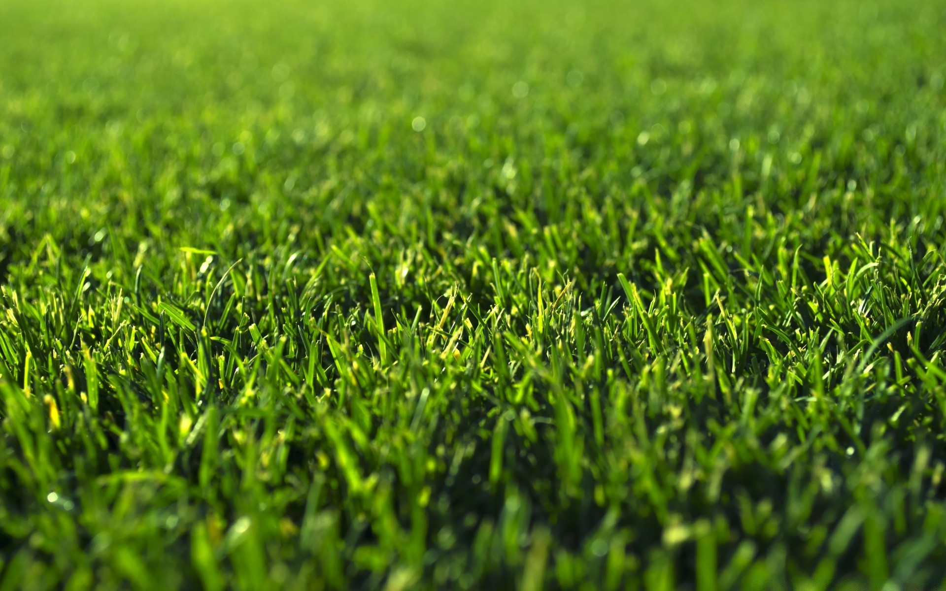 macro shot herbe pelouse foin croissance luxuriante champ flore feuille sol gazon été rural sol jardin environnement cour nature lame fraîcheur herbeux