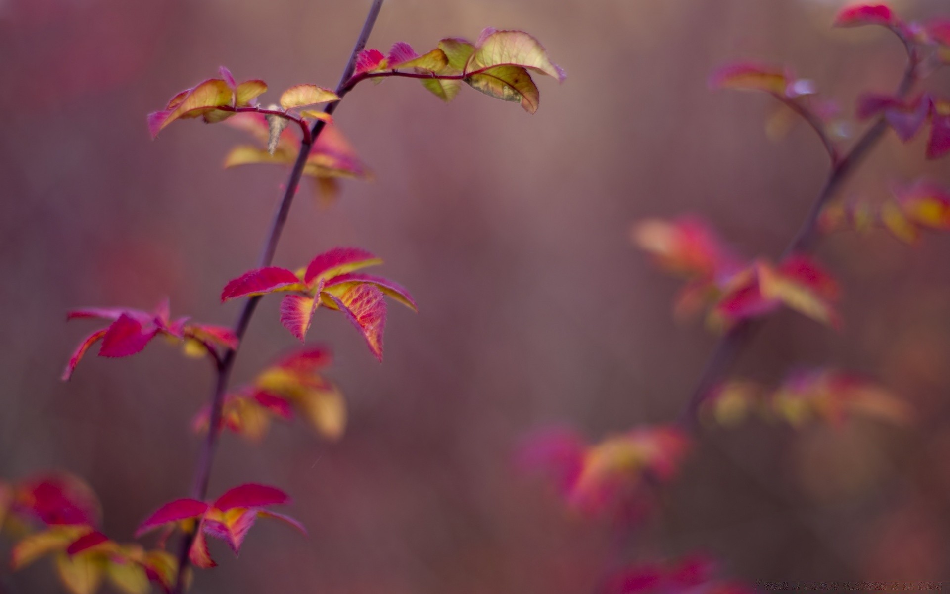 makro kwiat natura flora liść kolor ogród na zewnątrz jasny tropikalny rozmycie