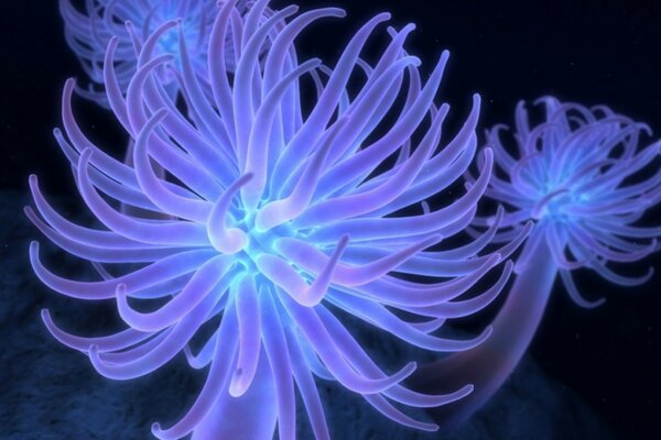 Underwater theme with animals. Bright anemones