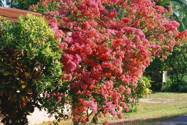 Albero con fiori rosa