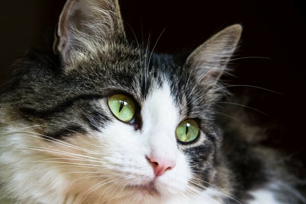 A cat with green eyes and a pink nose