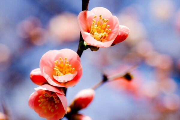 Cherry blossoms, buds, macro