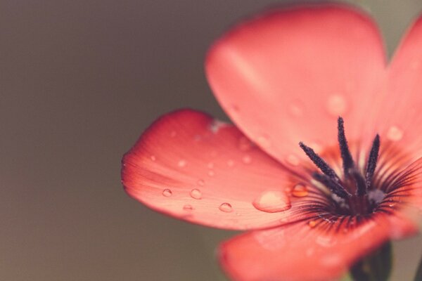 Blurred pink flower in dew