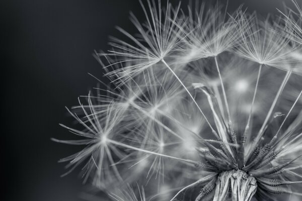 Fleur de pissenlit en noir et blanc