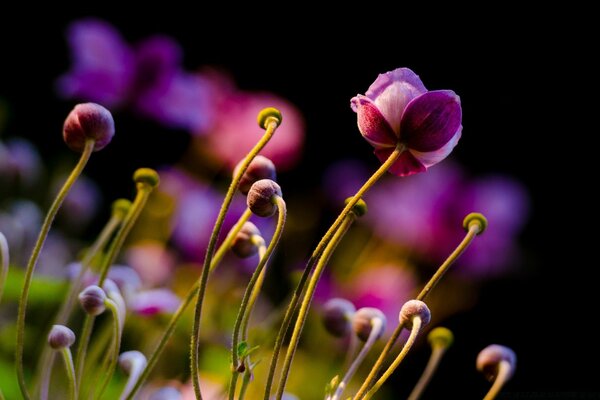 Garden flowers close-up