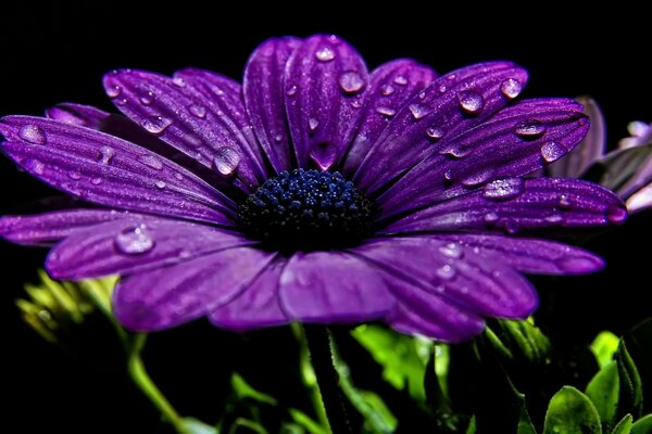 Gotas de agua en una flor púrpura