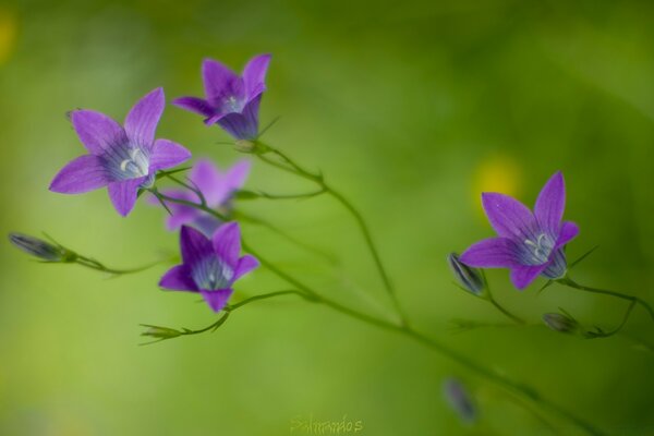 Macro de petites fleurs violettes