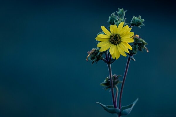 Blühende Sonnenblume auf dunklem Hintergrund