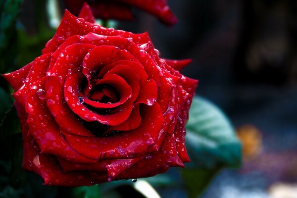 Rosa roja macro disparar