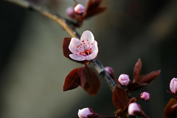 Makroaufnahme einer sehr schönen Blume