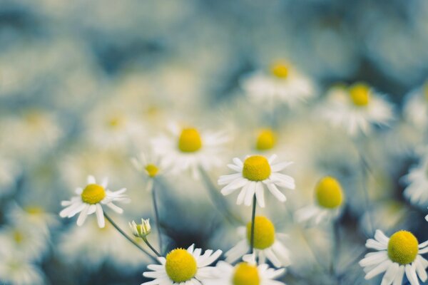 A glade of daisies in focus on the field