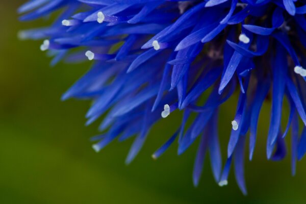 Blue flowers with blooming ends