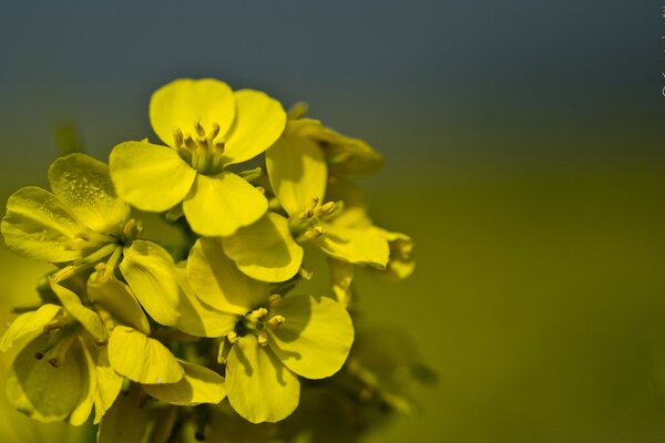 Gelbe Blüten in Makroaufnahmen