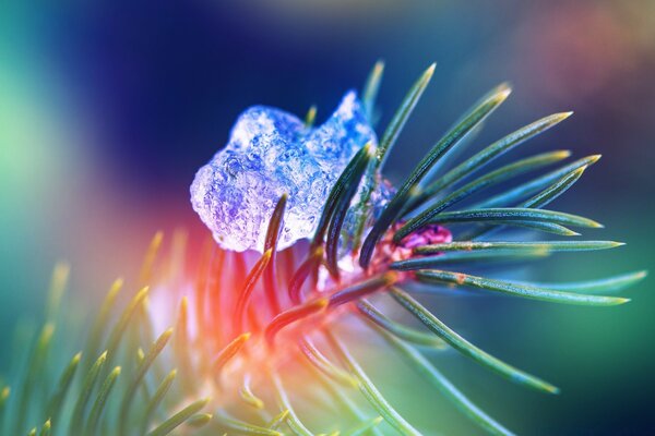 A piece of ice on a stem close-up