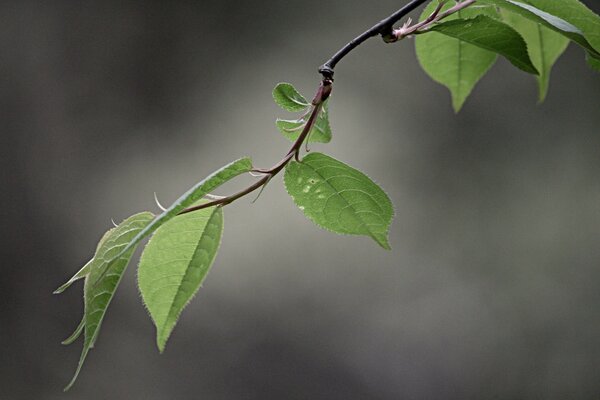 A branch with green leaves on a dark background