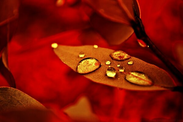 Water droplets on a plant leaf