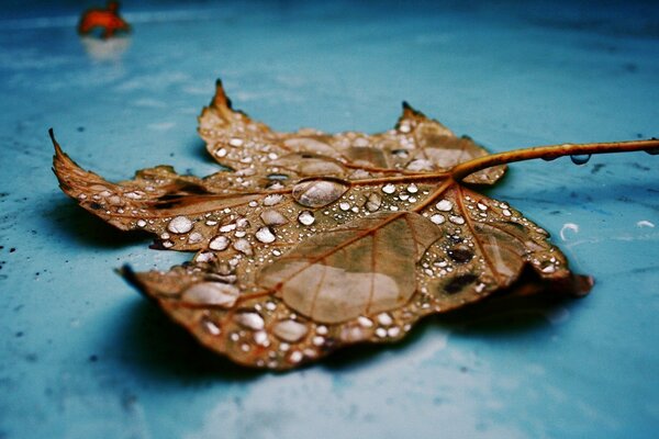 Nass getrocknetes Herbstblatt