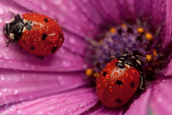 Insectos en las hojas por la mañana rocío