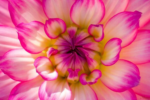 Fotografia Macro de flores e pétalas roxas