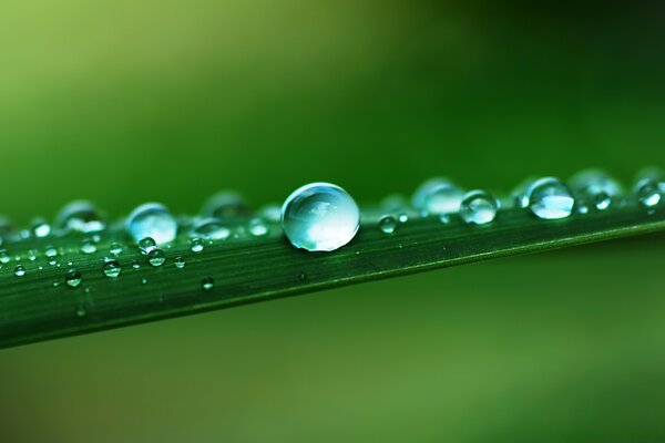 Gotas de orvalho close-up