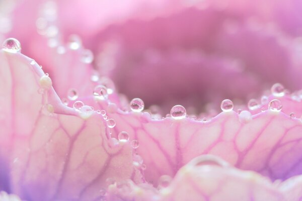 Dew on flower petals close-up