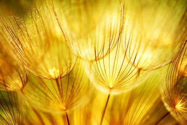 Dandelion is very similar to the sun