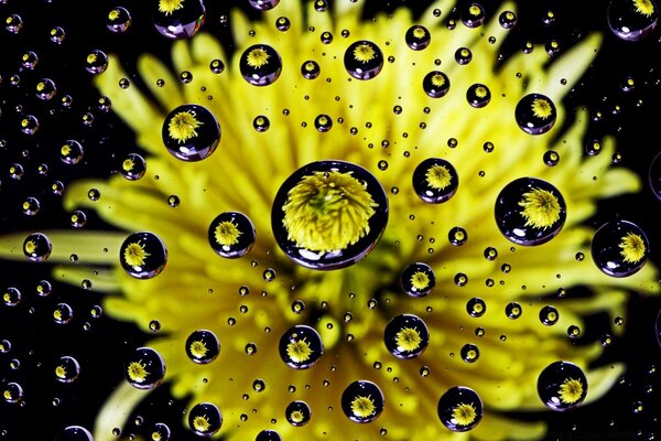 Gotas de agua caen sobre la flor amarilla