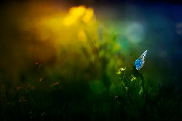 Butterfly on plants in the evening in the forest