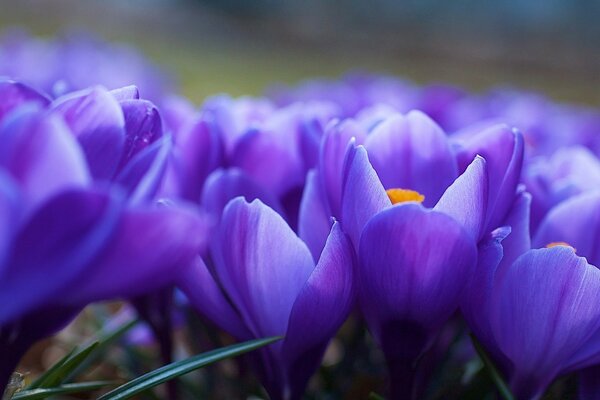 Magnificent crocuses in the meadow in summer