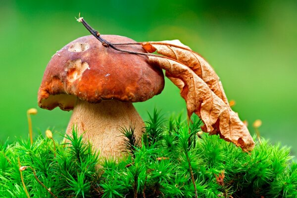 Steinpilz. Rothäuptchen. Im Laub versteckt