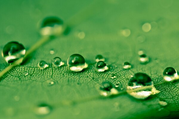 Fotos de gotas de água em homenagem