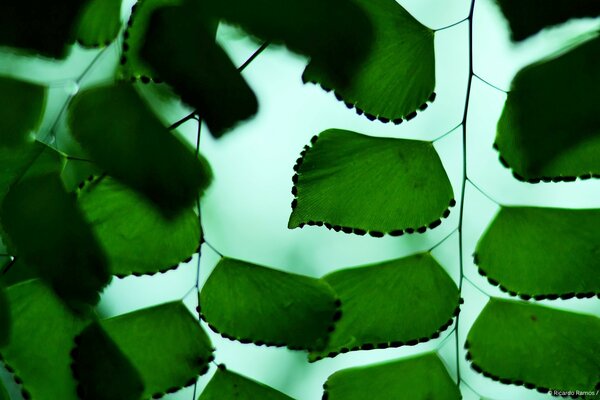 Feuilles vertes avec des veines