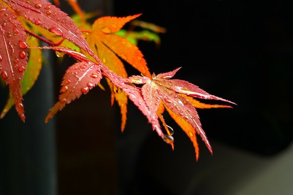 Hojas de arce rojo