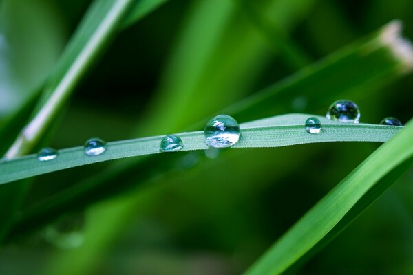 Naturaleza después de la lluvia, fotografía macro