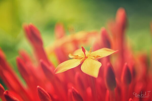 One yellow flower among the red