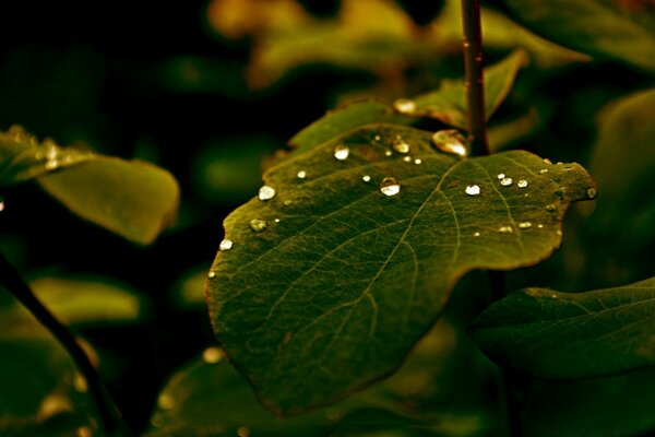 A leaf of a plant with raindrops