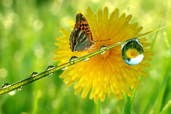 The butterfly got to the drop of water