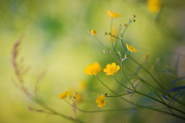 Fotografía de flora con enfoque en flores