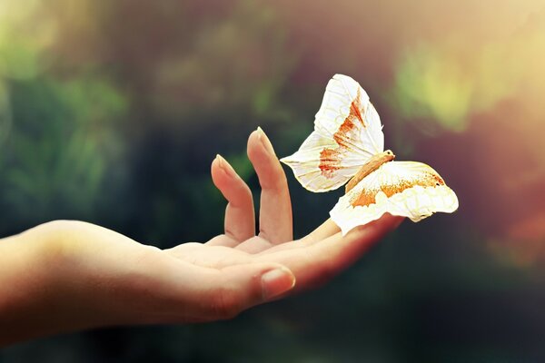 Micro fotografía naturaleza mano con mariposa en la naturaleza