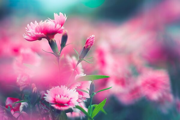 Photographie macro de la nature en été dans la Prairie